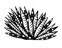 Espadín agave plant illustration