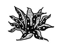 Tepeztate agave plant illustration