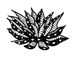Tobalá agave plant illustration